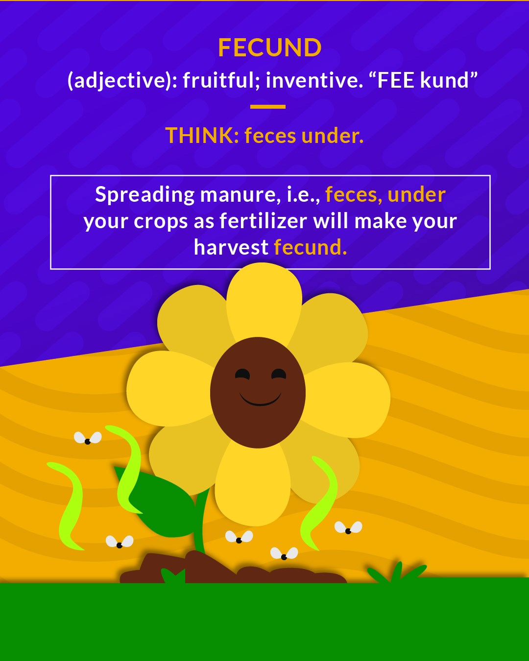 FECUND sunflower visual